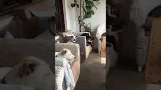 Dogs behavior rehabilitation