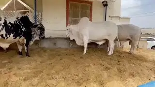 Beautiful Qurbani Bulls For Sale | Naval Mandi Karachi 2021 | Karachi Mandi 2021 | Cow Mandi 2021