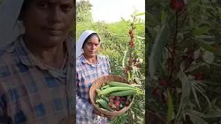 Roselle (Hibiscus sabdariffa) Harvesting #gardening  #shorts