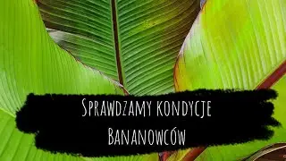 Banany Ensete Ventricosum Maurelli i Ventricosum Green chcą do gruntu !!!🌴🪴🌱 Banany w Goczałkowicach