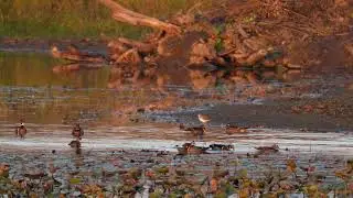 North American Wood Ducks gather near a Beaver lodge with other birds on a northern USA pond