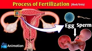Process of Fertilization(Conception) in Urdu/Hindi | Conception EXPLAINED Animation
