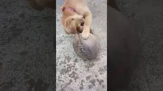 Coconut and the Goldenretriever #shortsfeed #funnyshorts #cutepuppy #playingpuppy #coconutlovers