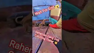 Dhurandhar Boys Unbelievable Dog Catching#dogwithpublicsafety #dog #ytviral #pets #shorts #dogshorts