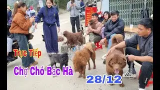 Trực tiếp chợ chó bắc hà 28/12 hôm nay rất nhiều cún đẹp giá rẻ | Bac Ha TV