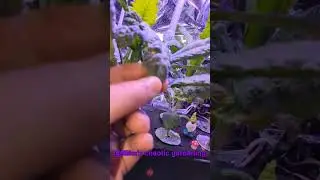 Leaf Spots Quick Tip