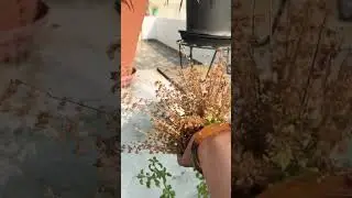 Tulsi ke beej ke fayde|tulsi seeds | holy basil 🌿