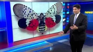 Eastern Long Island vineyards look to ward off spotted lanternflies