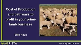 The Genetics of Profitable Lamb Production - Agrista