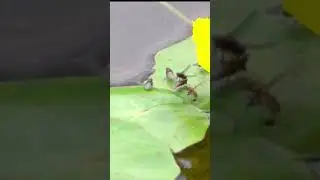 Exploring Shore Flies, 80x slow