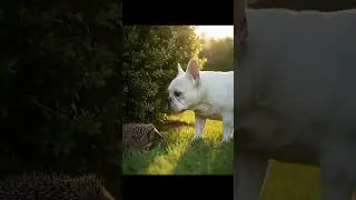 Tiny steps, Big Friendship  #frenchbulldog  #hedgehog  #runway  #ChatGPT #geminiai   #wholesome