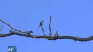 Over 150 bird species on brink of extinction in Nepal