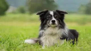 Border Collie most intelligent working dog  Documentary