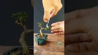 #bonsai Como formar un bonsai