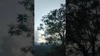 Bat in Daylight &ndash; Puran Shangla