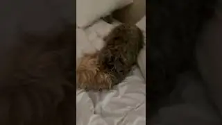 Ziggy cleans his eye socket