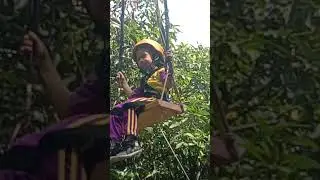 FLYING FOX #baletani #lucu