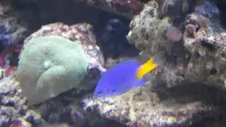 Goldtail demoiselle, saltwater fish catalog, Chrysiptera parasema