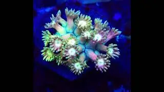 #goniopora #korallen #reeftank #reefkeeper #meerwasseraquaristik #aquarium #coral