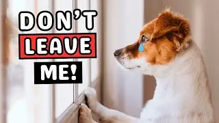 12 DEVASTATING Mistakes That BREAK Your Dog&rsquo;s Heart When You Leave
