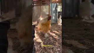 #dondeestaramiprimavera #pepinspollos #pollos #gallinas #puertorico #mexico #cuba #farm
