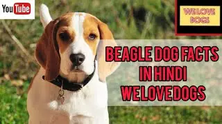 BEAGLE DOG FACTS IN HINDI || WE LOVE DOGS