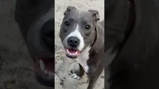 Серые собачки это мини волки #cartoon #punk #animation #retro #pitbull #tretq