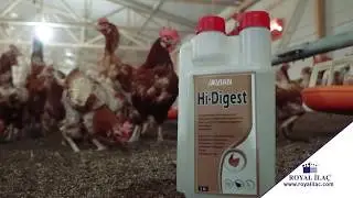 Liquid for poultry, which boost feed intake, digestion and maintain the metabolism feed / Royal Ilac