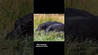 Hippo #wildlife #africananimals4k #krugernationalpark #kruger #africa #wildlife4k