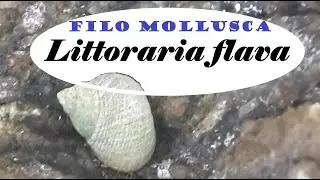 Caramujinho de Praia - Littorina flava - Filo Mollusca - Classe Gastropoda