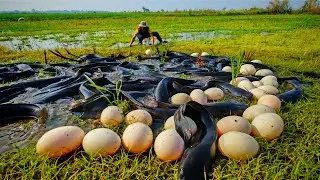 amazing top fishing, catch fish in rice field and pick duck eggs by hand skills