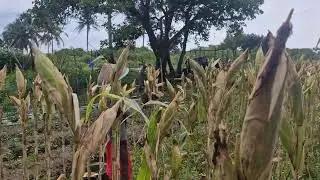SUPER FAST SKILL TO HARVEST CORN IN THE GARDEN WITH JUST BARE HANDS - Agriculture Farming