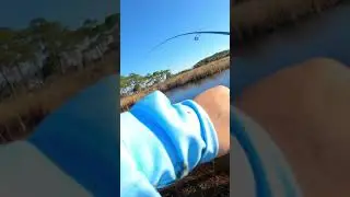 Insane shallow water redfish fight #fishing #redfish #inshorefishing