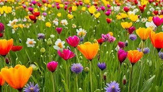 Blooming Success: A Guide to Choosing, Planting, and Caring for Bulbs in Your Garden