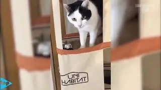 top 10 funny cats