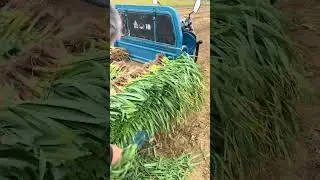 The process of organizing garlic seedlings.