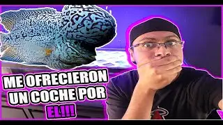 ESTOS son los PECES mas CAROS que he VENDIDO