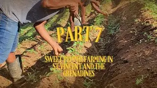Part 7 - Sweet pepper farming in the Caribbean (St.vincent and the Grenadines)