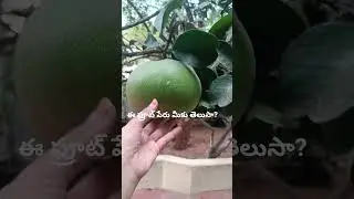 fruit #fruit #premiumfruit #rarefruit #nature