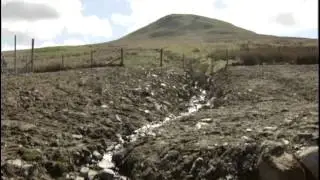 Wee Tea Plantation on STV