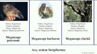 Ave, ordem Strigiformes otus glaucidium ninox tyto bubo strix megascops birds japonica umbra balli