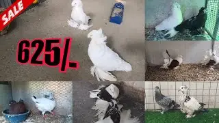 All India transportation - All fancy pigeons available