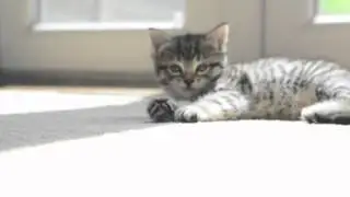 Tiger and Panther cub fight to the death
