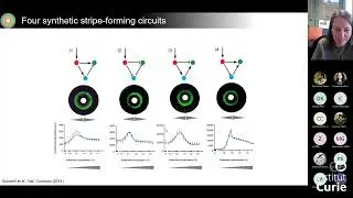 Yolanda Schaerli &ndash; &ldquo;Synthetic gene regulatory networks for spatiotemporal pattern formation&rdquo;