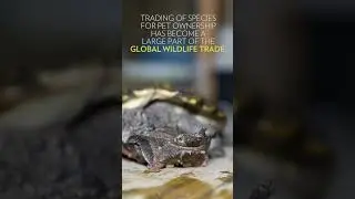 Global Wildlife Trade - China's Exotic Pets