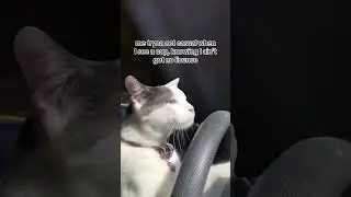 #drvingfails #drivingmemes #funny #drivinghumor #drivingeducation #drivingreview #memes