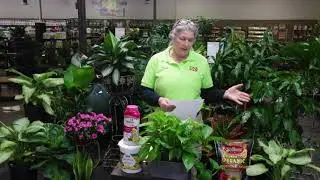 Houseplant Basics