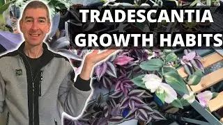 TRADESCANTIA GROWTH HABITS - trailing or bushy?