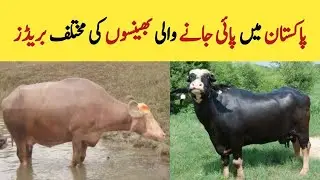 Buffalo Breeds of Pakistan | Nili Ravi - Kundi - Azi Kheli | Livestock Forming