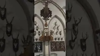 Incredible Animal Horns Collection at Vajdahunyad Castle | Budapest Museum of Agriculture Tour
